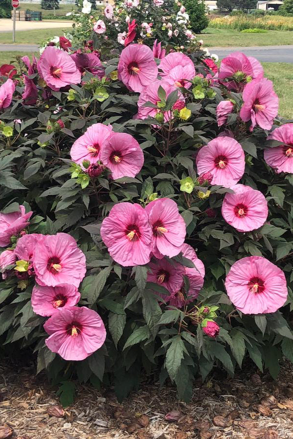 Hibiscus 'Berry Awesome' rose mallow with Massive 8" ruffled pink flower with a cherry red eye on a dense and compact shrub with dark green midnighty leaves as an adult shrub. ©Hoffie Nursery