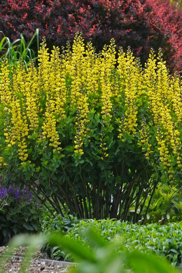 Yellow flowering Baptisia 'Lemon Meringue'  in a garden with green and purple plants ©Hoffie Nursery
