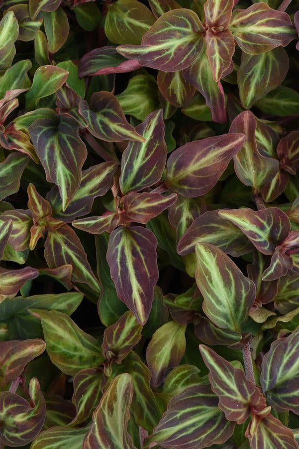 Close-up of Lysimachia a. 'Night Light' with green and purple leaves ©Hoffie Nursery