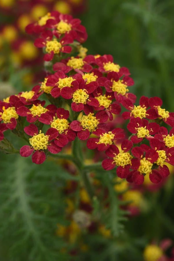 Close-up of Achillea 'Milly Rock Red' red and yellow flowers with a blurred green background ©Hoffie Nursery