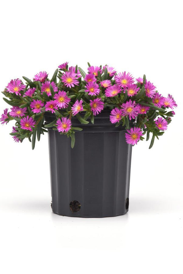Potted Delosperma 'Violet' plant with pink flowers in a #1 growers pot on a white background ©Hoffie Nursery