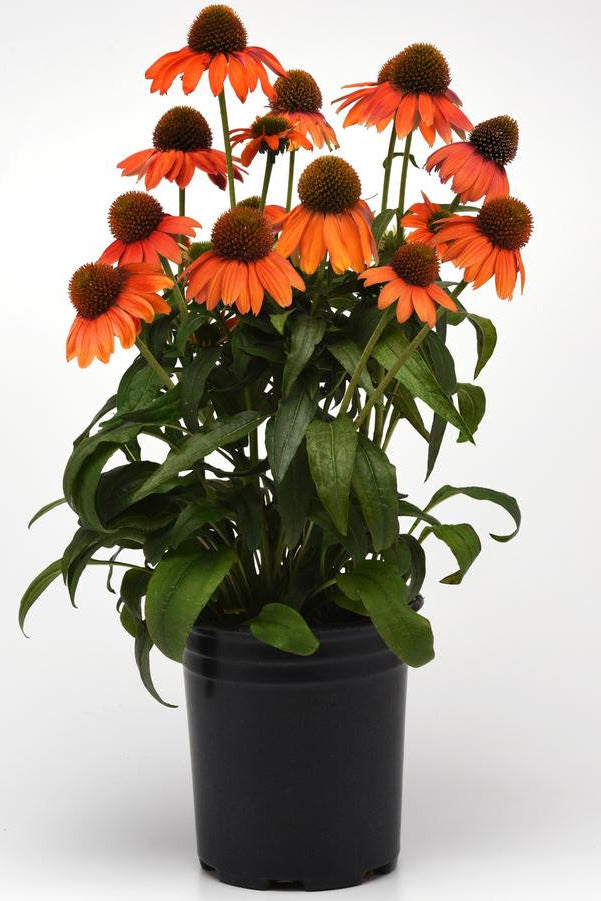 Potted Echinacea 'Artisan Soft Orange' plant in a #1 growers pot with orange flowers on a white background ©Hoffie Nursery