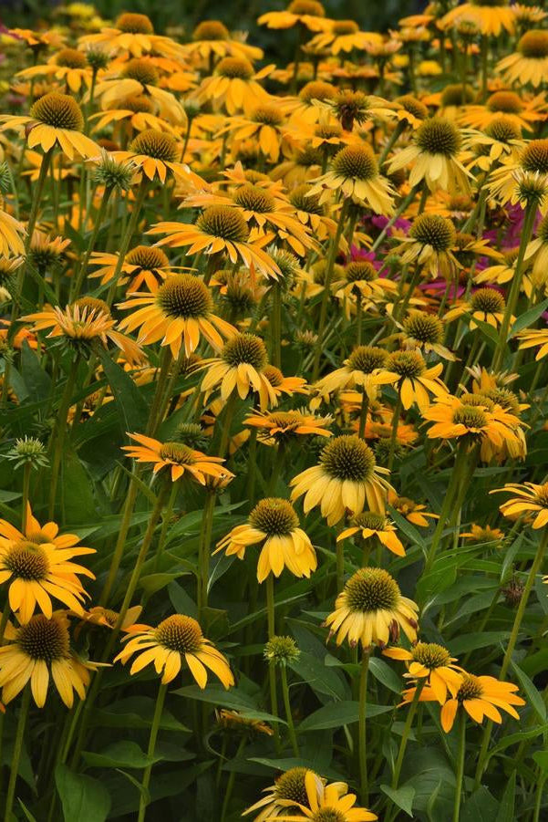 Field of Echinacea 'Artisan Yellow Ombre' yellow flowers with green leaves ©Hoffie Nursery