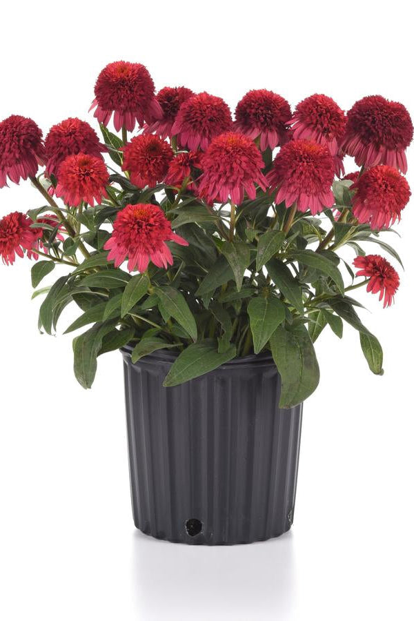 Echinacea 'Double Scoop Raspberry Deluxe' in bloom in a #1 growers pot against a white background ©Hoffie Nursery