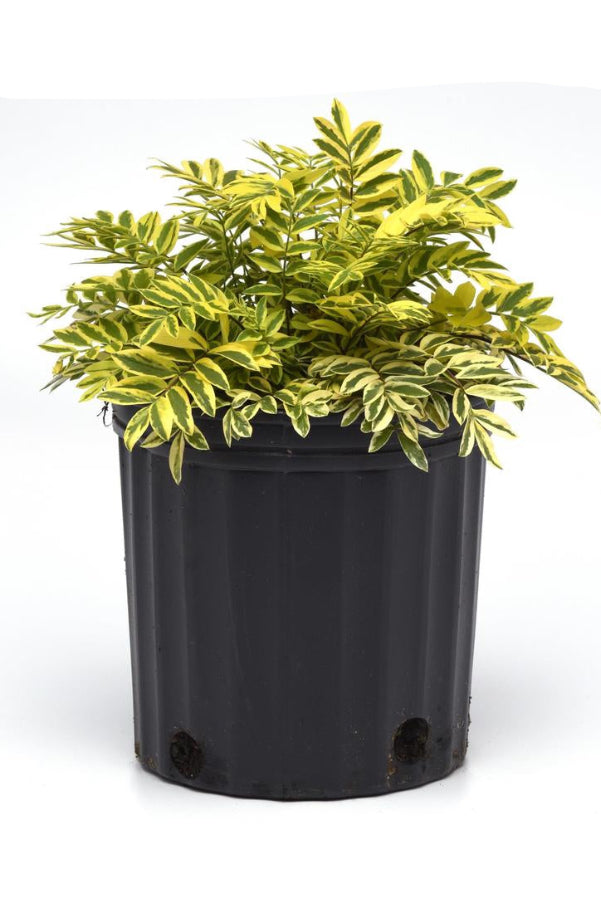 Potted Polemonium p, 'Golden Feathers' with yellow and green leaves on a white background ©Hoffie Nursery
