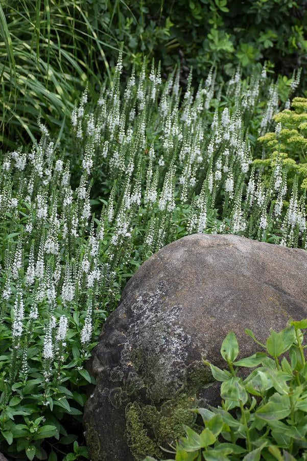 Garden scene with Veronica 'Magic Show White Wands'  white flowers, a large rock, and green foliage. ©Hoffie Nursery