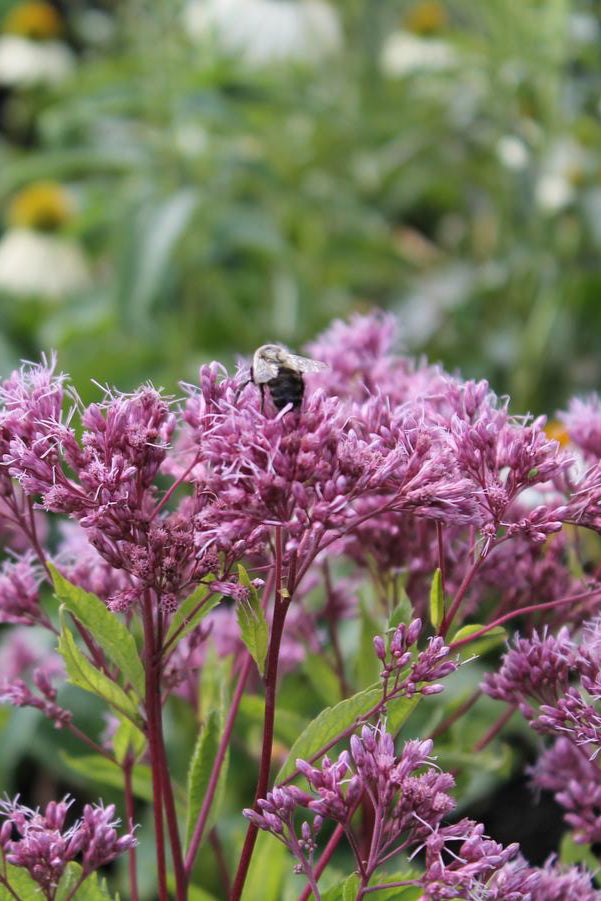 detail image of the pink blooms of Eupatorium 'Phantom' ©Hoffie Nursery