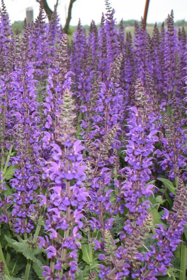 Salvia 'May Night' in bloom and planted in mass ©Hoffie Nursery