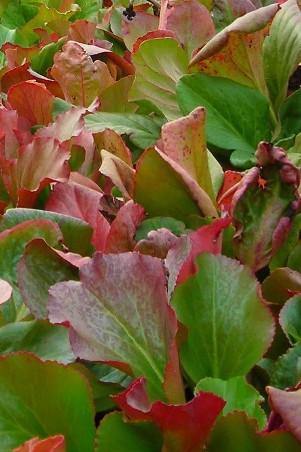 Close-up of Bergenia cordifolia colorful leafy plants with green, red, and pink hues planted in mass ©Hoffie Nursery