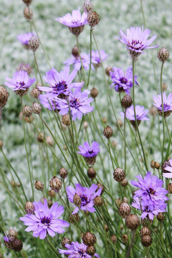 Catananche caerulea in a mass planting in a garden blooming ©Hoffie Nursery
