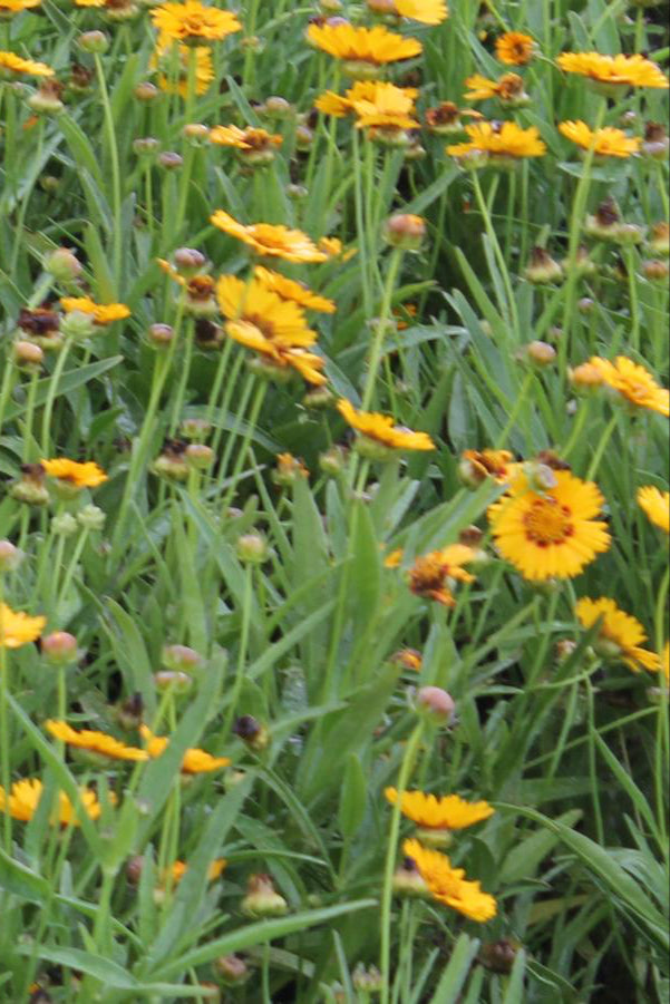 Coreopsis 'Sunfire' in bloom planted in mass in a garden ©Hoffie Nursery
