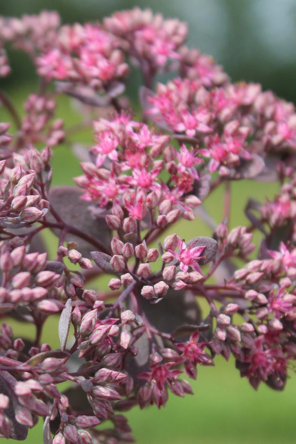 Sedum 'Dazzleberry' blooming its dark pink flowers ©Hoffie Nursery