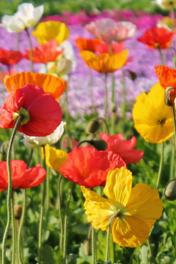Papaver 'Champagne Bubbles' in an open open planted in mass, with flower being bright orange and another yellow ©Hoffie Nursery