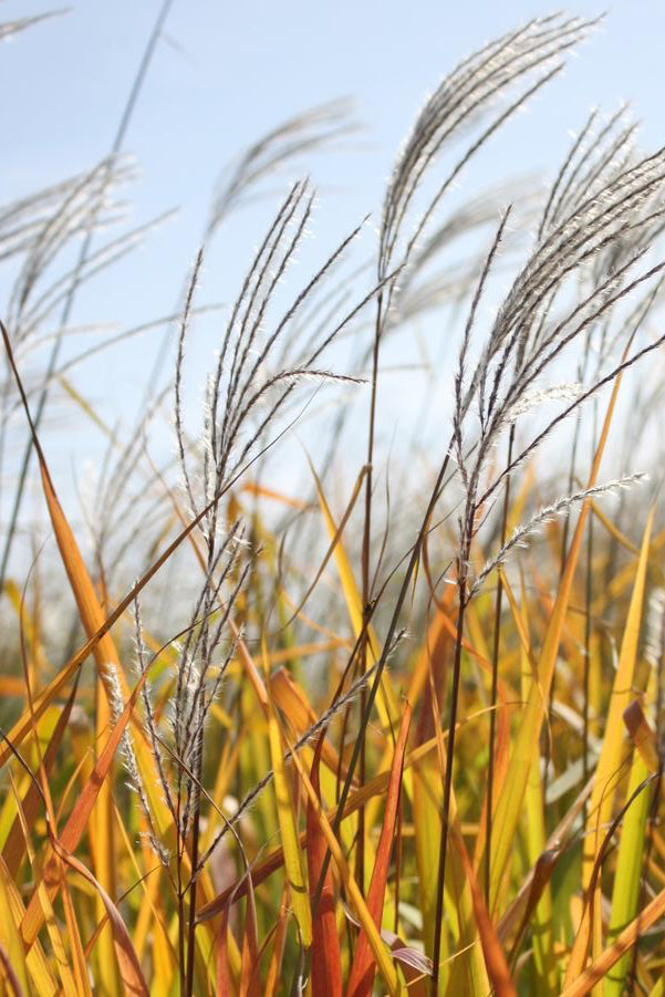 Miscanthus 'Purpurascens' planted in mass while the blades are still green ©Hoffie Nursery