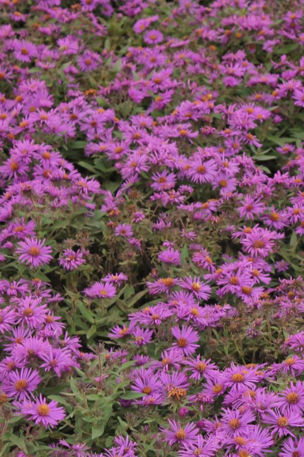 a field of Aster 'Purple Dome' flower  in bloom ©Hoffie Nursery