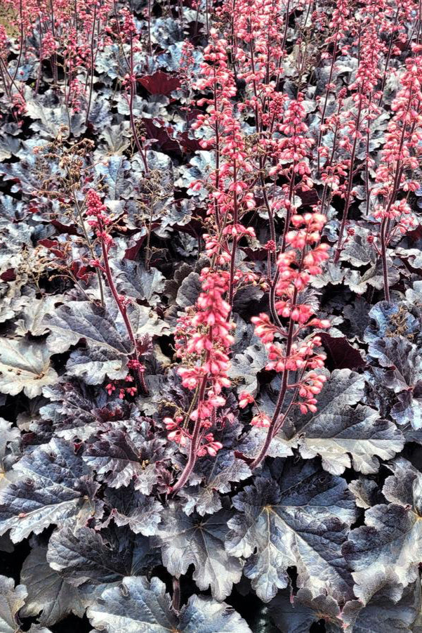 The bright pink flowers and almost black leaves of Heuchera 'Timeless Night' planted in the landscape ©Hoffie Nursery