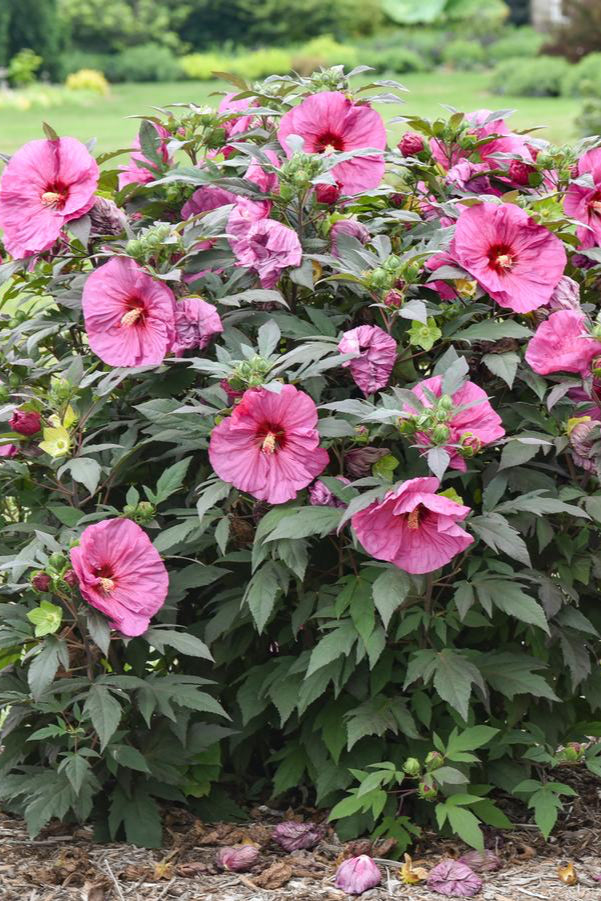Hibiscus 'Berry Awesome' rose mallow with Massive 8" ruffled pink flower with a cherry red eye on a dense and compact shrub with dark green midnighty leaves as an adult shrub. ©Hoffie Nursery