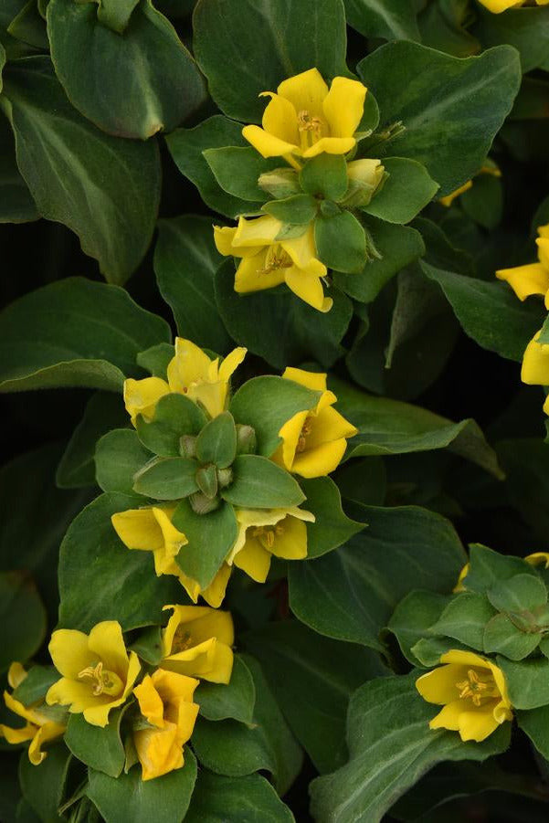 Close-up of Lysimachia a. 'Night Light' yellow flowers with green leaves ©Hoffie Nursery