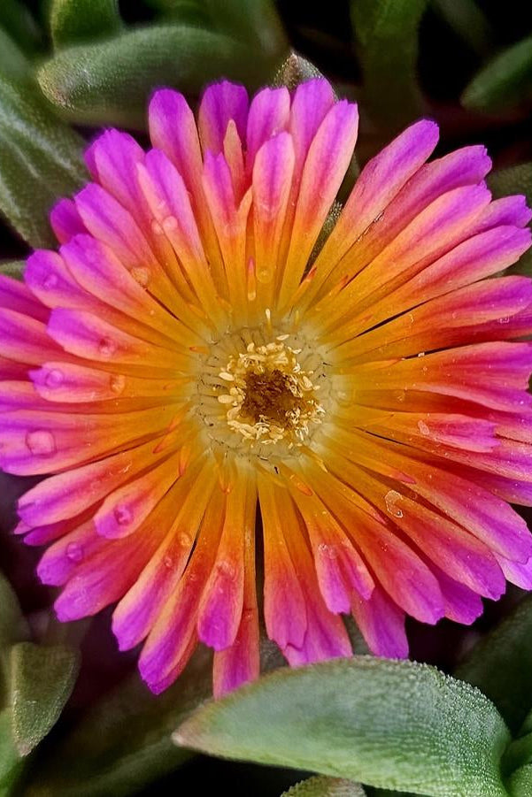 Delosperma 'Orange Glow' bright flower open and up close ©Hoffie Nursery