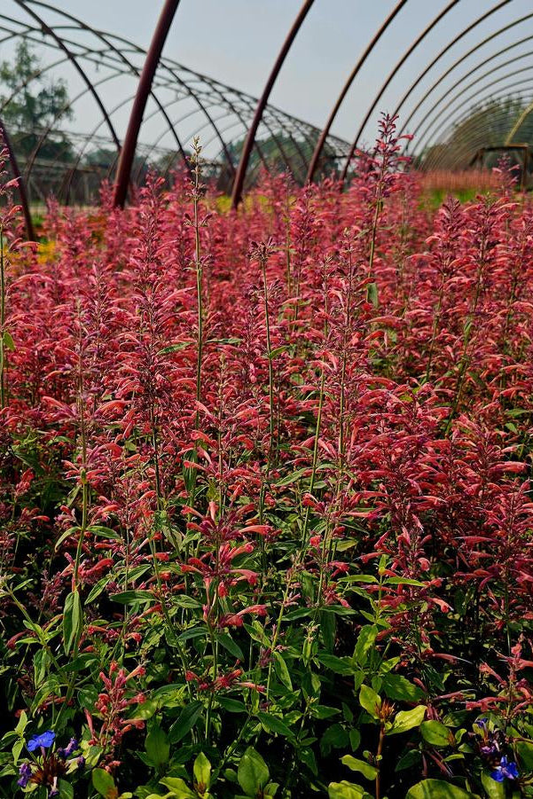 Field of pink Agastache 'Guave Lava' flowers with a metal archway in the background ©Hoffie Nursery