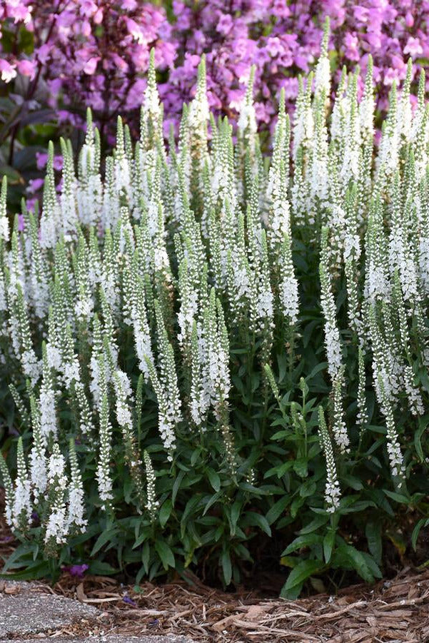 Veronica 'Magic Show White Wands' White flowering plants with purple flowers in the background in garden fully grown ©Hoffie Nursery