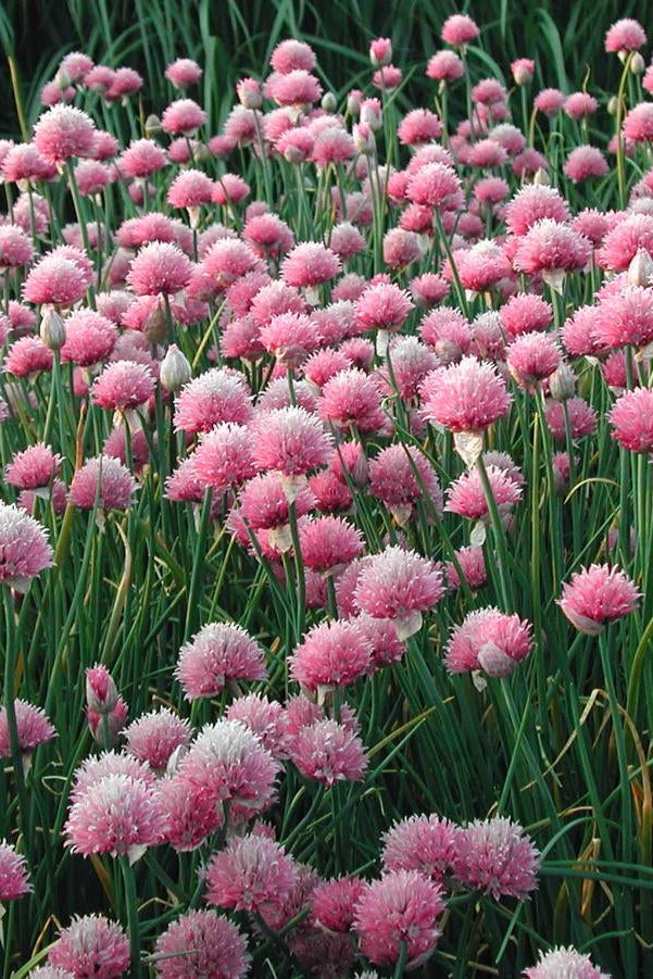 Field of pink and white Allium s. 'Forescate' flowers with green leaves ©Hoffie Nursery