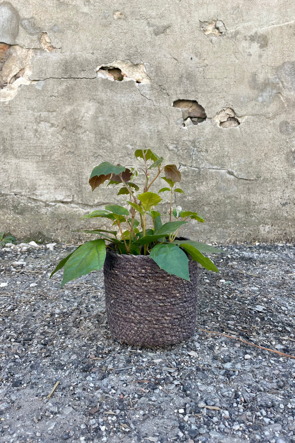 Photo of black seagrass basket with liner against a cement wall with a Cissus grape ivy plant.