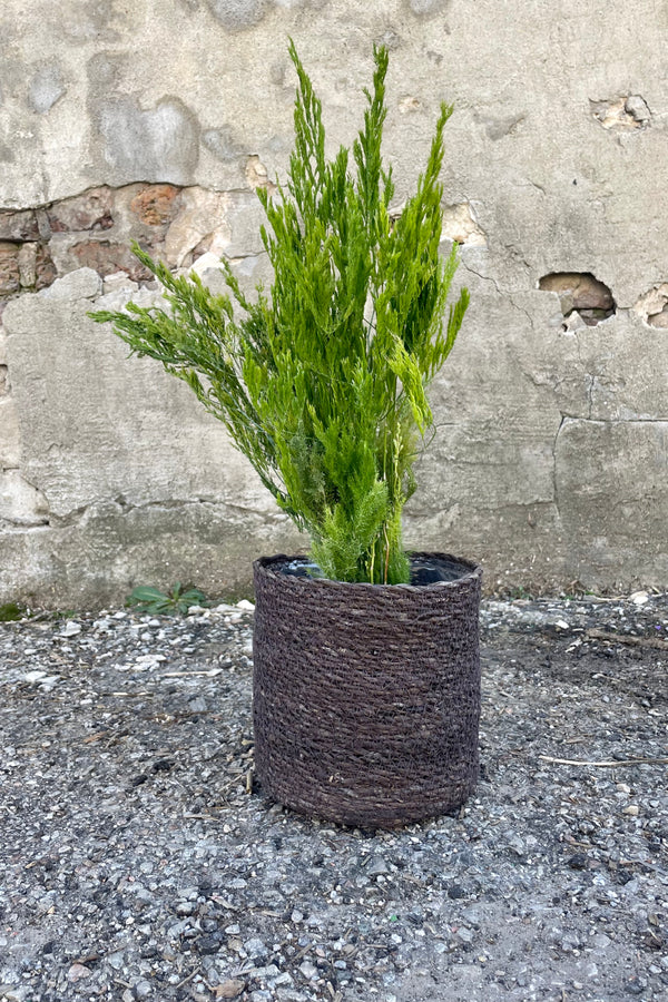 Photo of black seagrass basket with liner against a cement wall with an Asparagus plant.