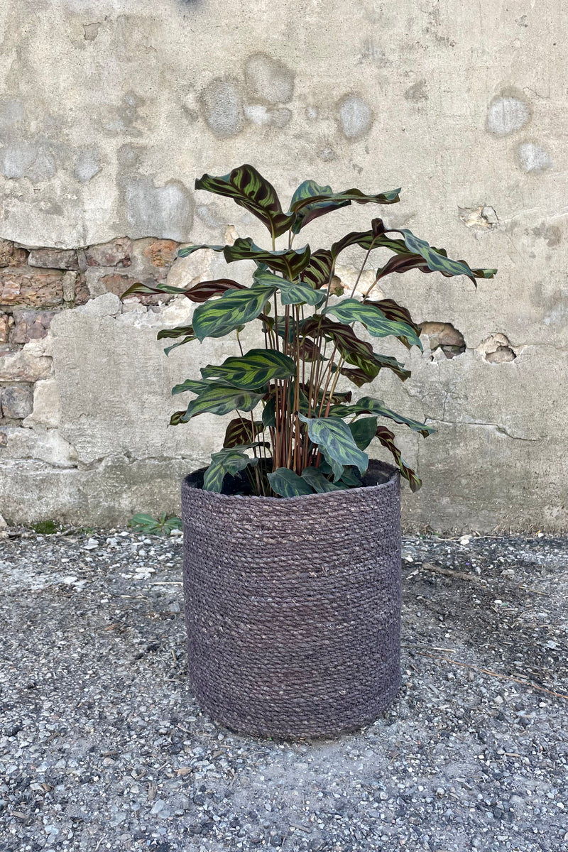 Photo of black seagrass basket with liner against a cement wall with Calathea peacock plant.