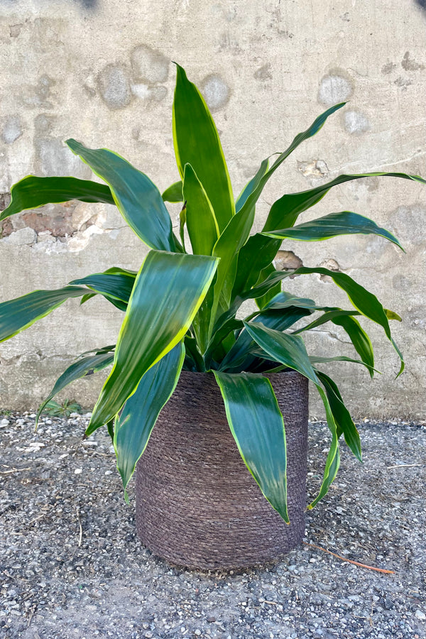 Photo of black seagrass basket with liner against a cement wall with Dracaena plant.