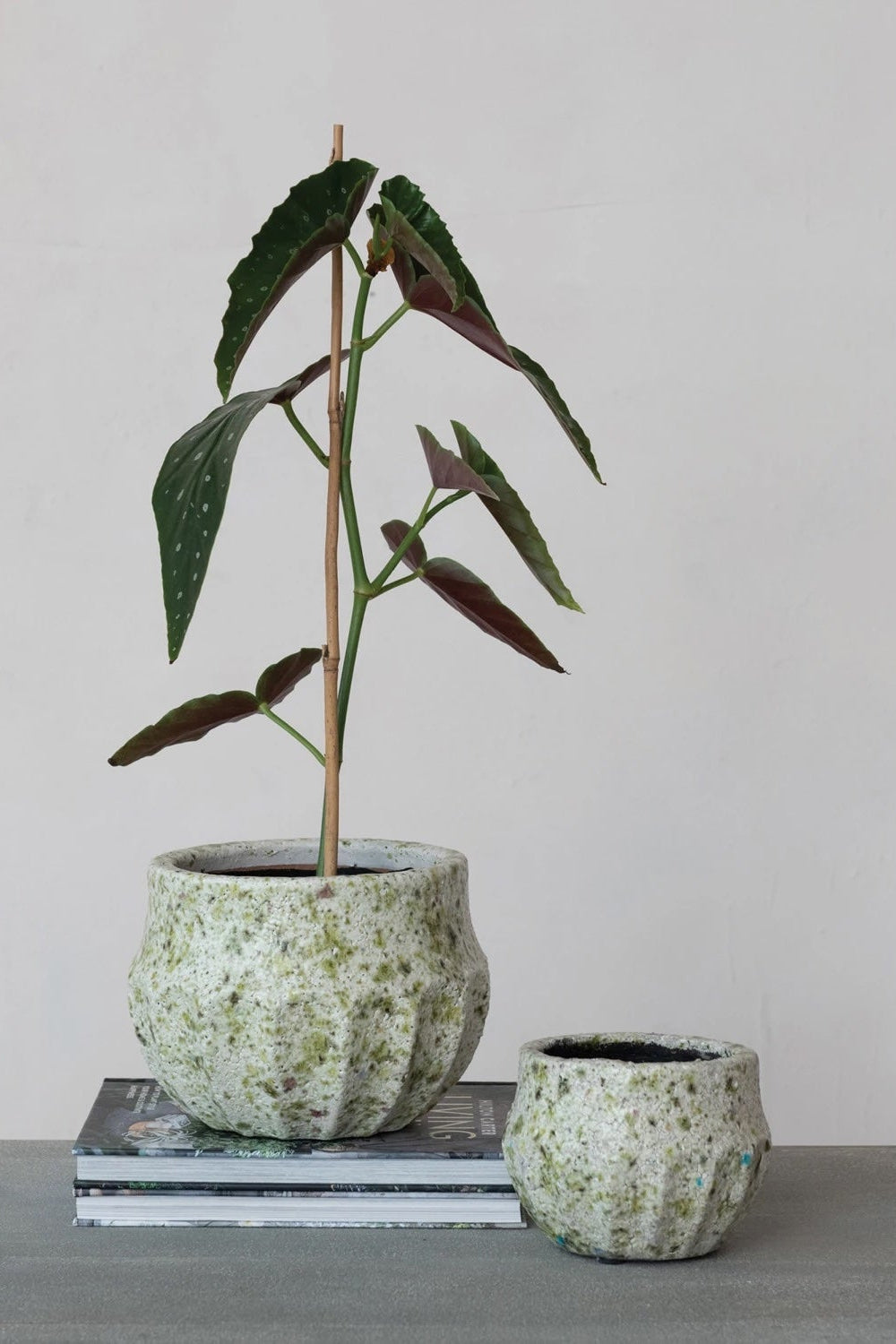 A terarazzo planter with begonia in a white room ona stack of books ©Sprout Home