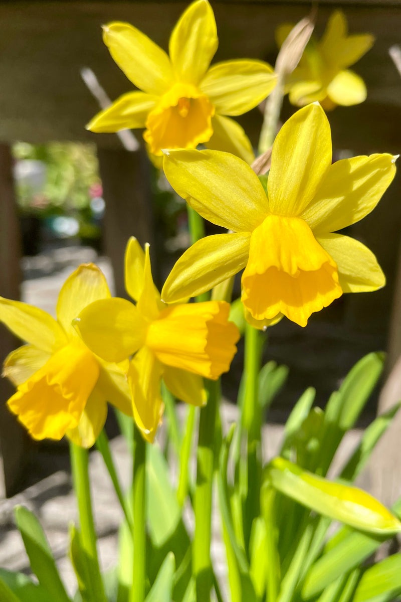 The yellow bloom of Daffodil 'Tete-a-Tete' the beginning of April 