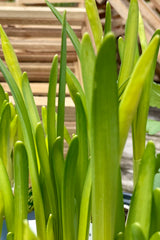 The upright thick grass like leaves of a Daffodil in March. 