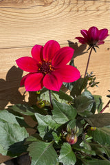 Dahlie 'Happy Days Cherry Red' blooming its bright magenta red flowers above dark foliage the beginning of May. 