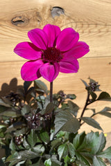 Dahlia 'Happy Days Purple' the beginning of May blooming with its bright purple flowers above dark foliage. 