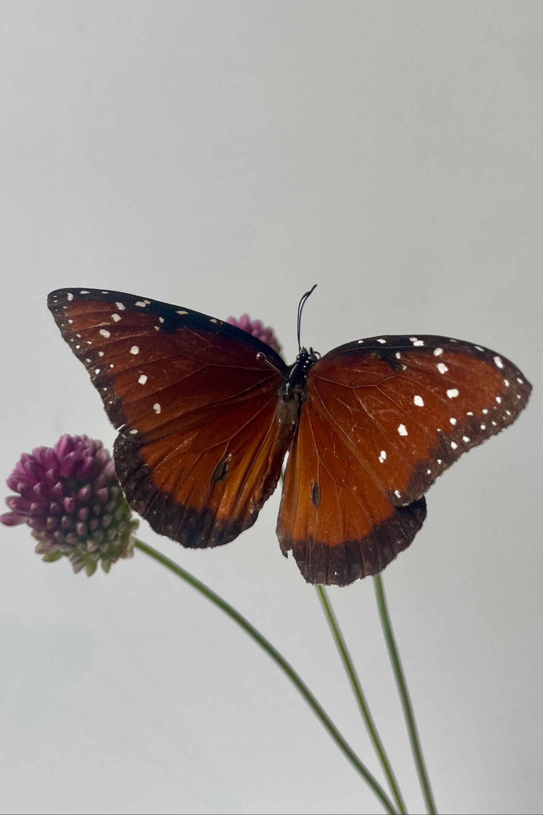 A brown butterfly an allium flower on a white background ©Sprout Home