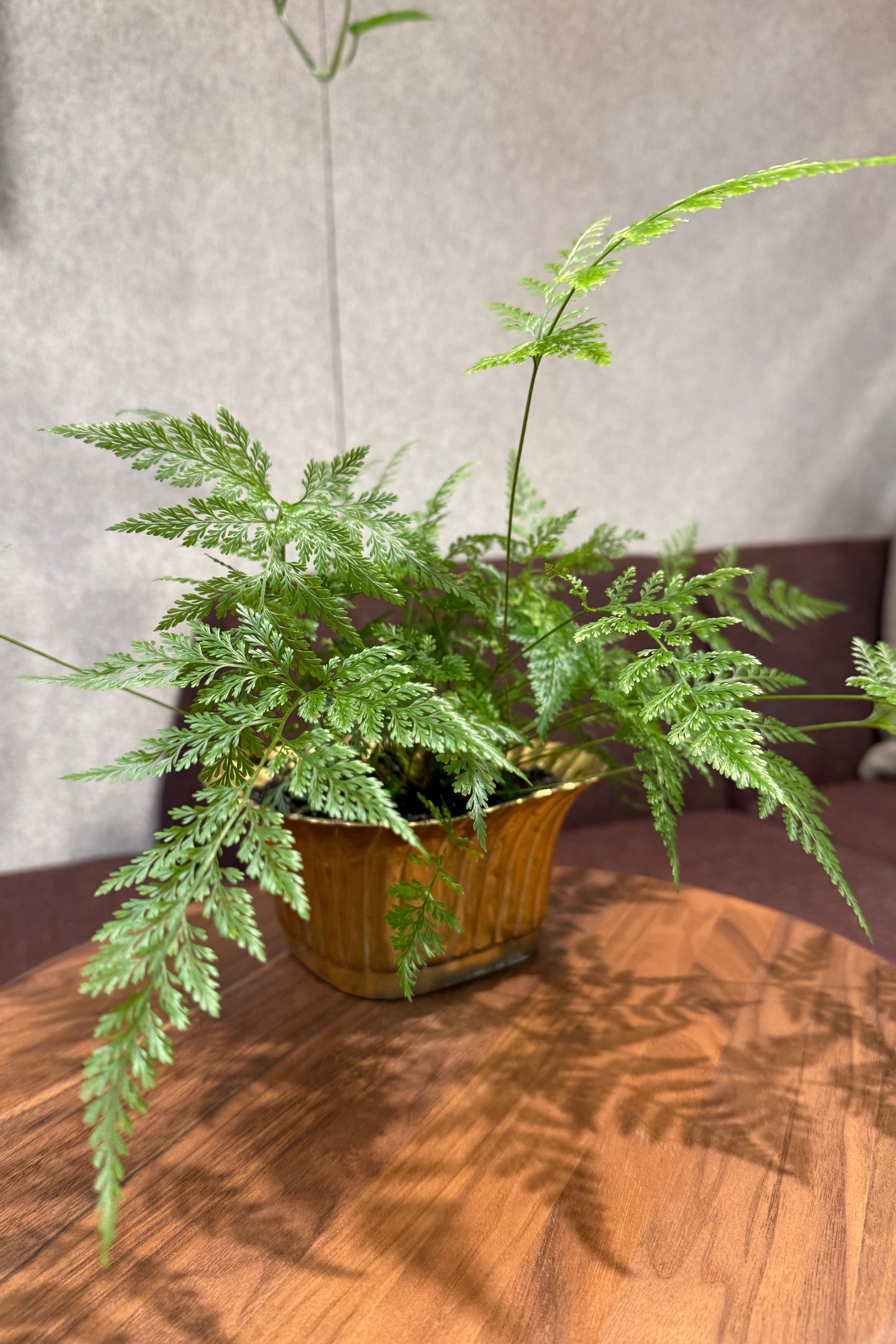 A delicate fern in a brass planter on a wooden table ©Sprout Home