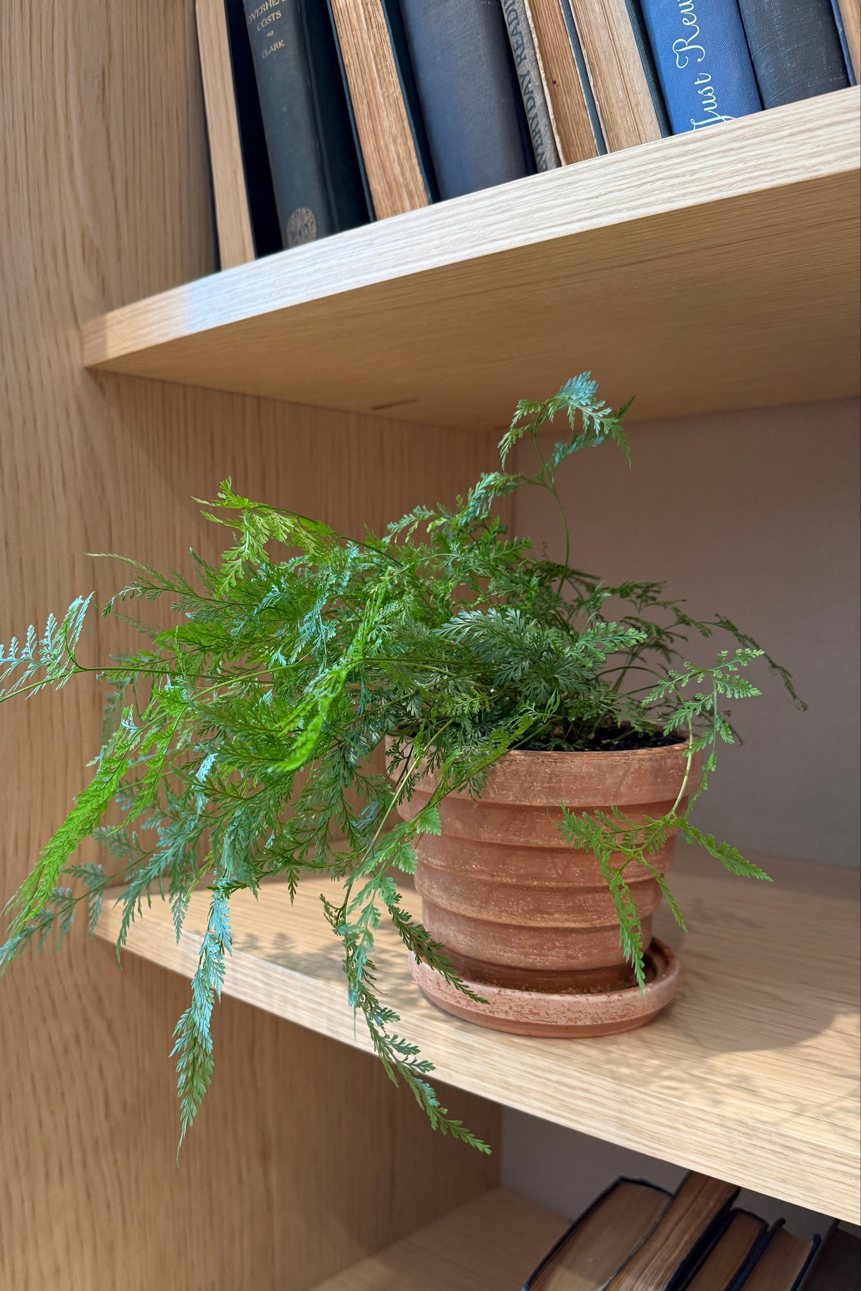 A delicate fern in a clay pot on a bookshelf ©Sprout Home