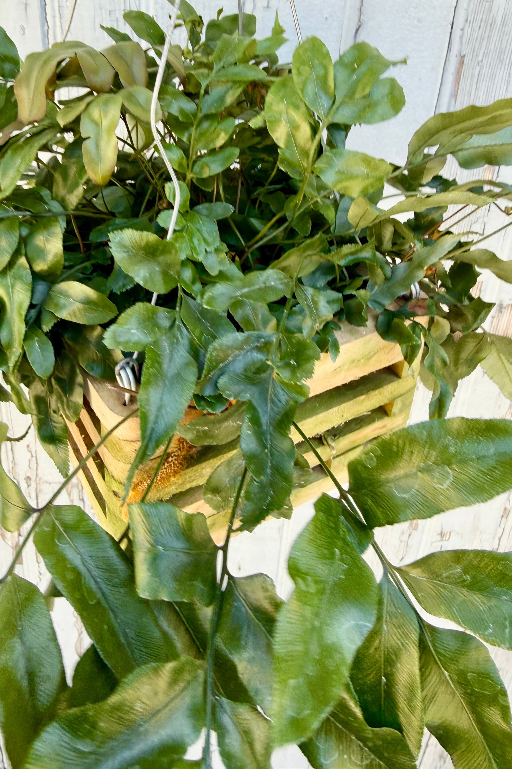 Davallia pentaphylla 6" crate against a light wooden panel background ©Sprout Home