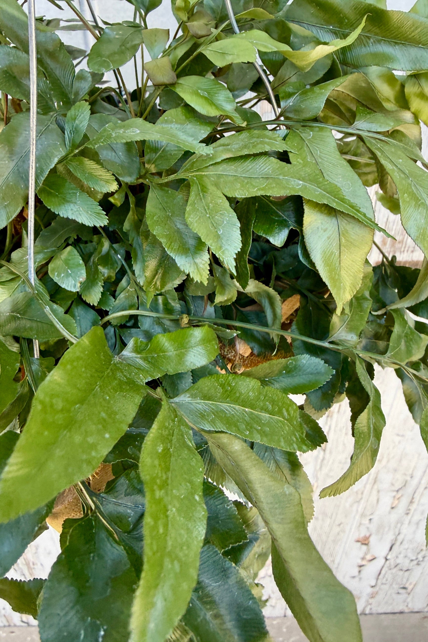 Close-up of a Davallia pentaphylla 6" crate with a blurred background ©Sprout Home