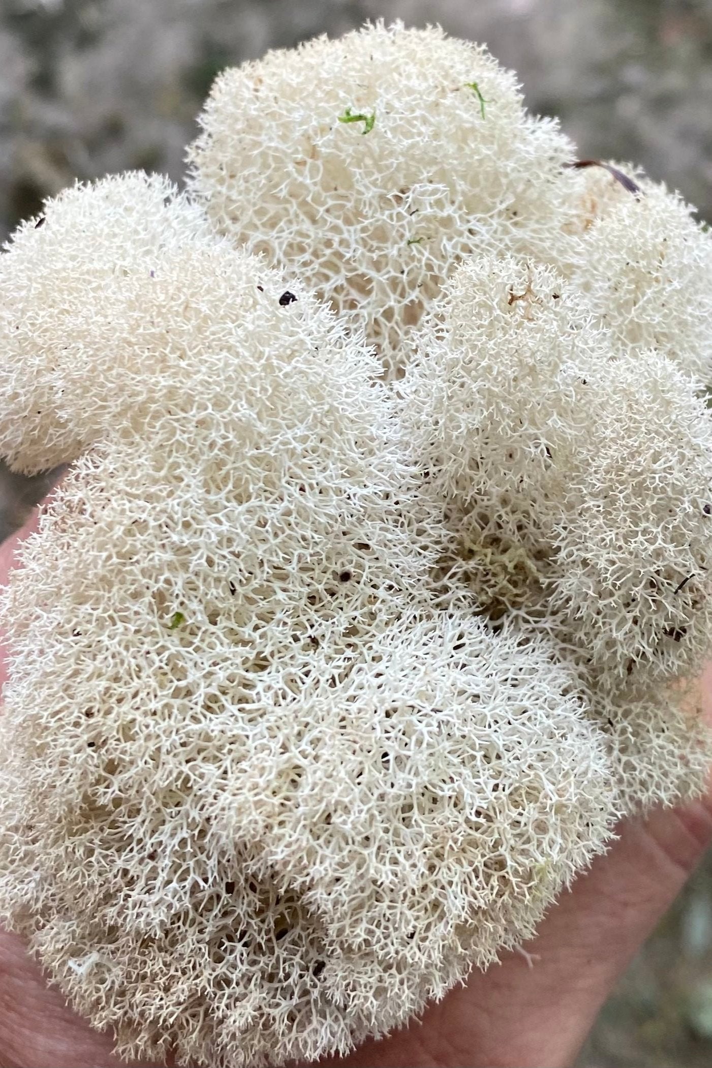 Natural preserved and dyed Reindeer Moss by Mossify