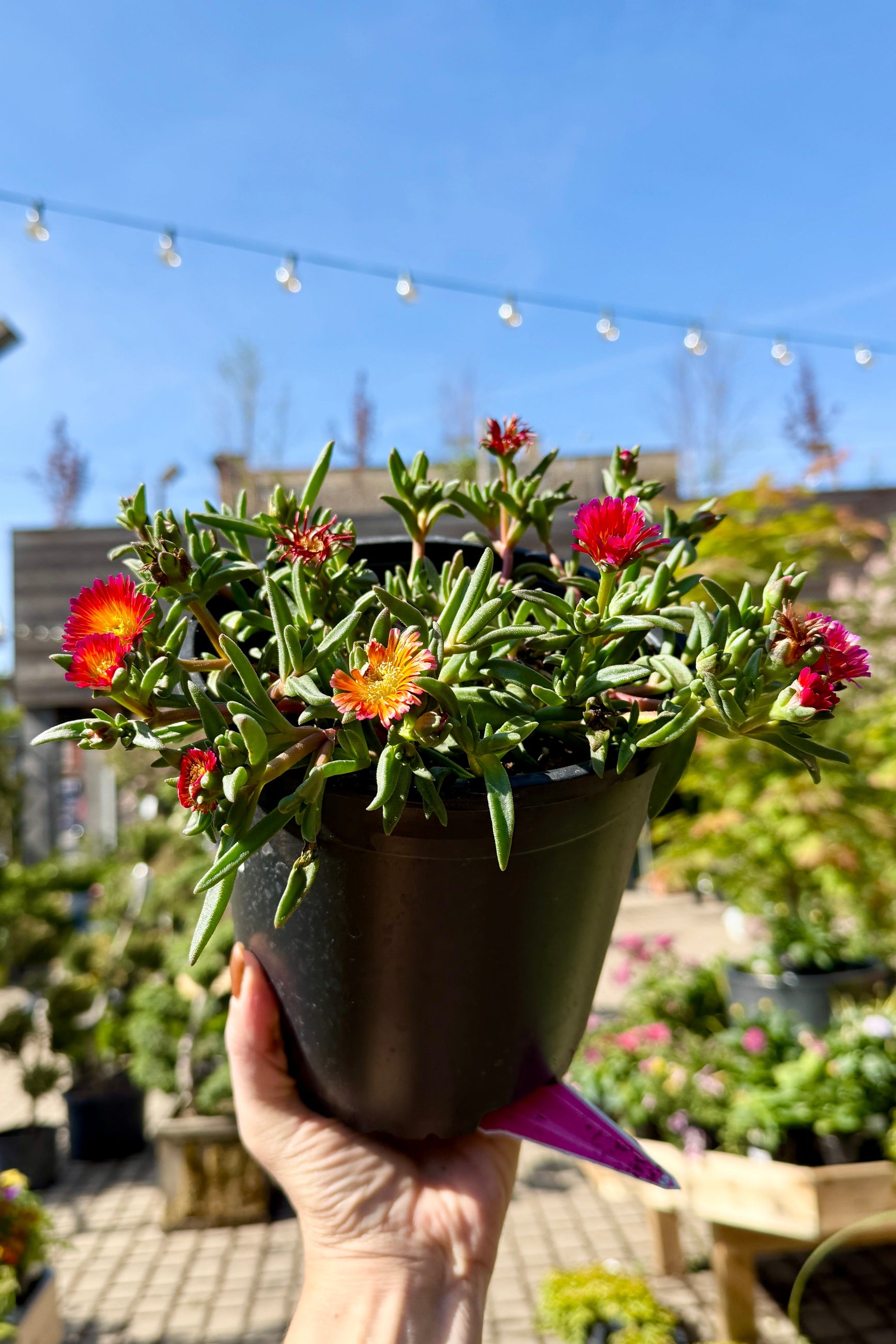 Person holding a Delosperma 'Orange Glow' potted n a #1 growers pot the middle of May in bloom with red and orange flowers in an outdoor setting ©Sprout Home