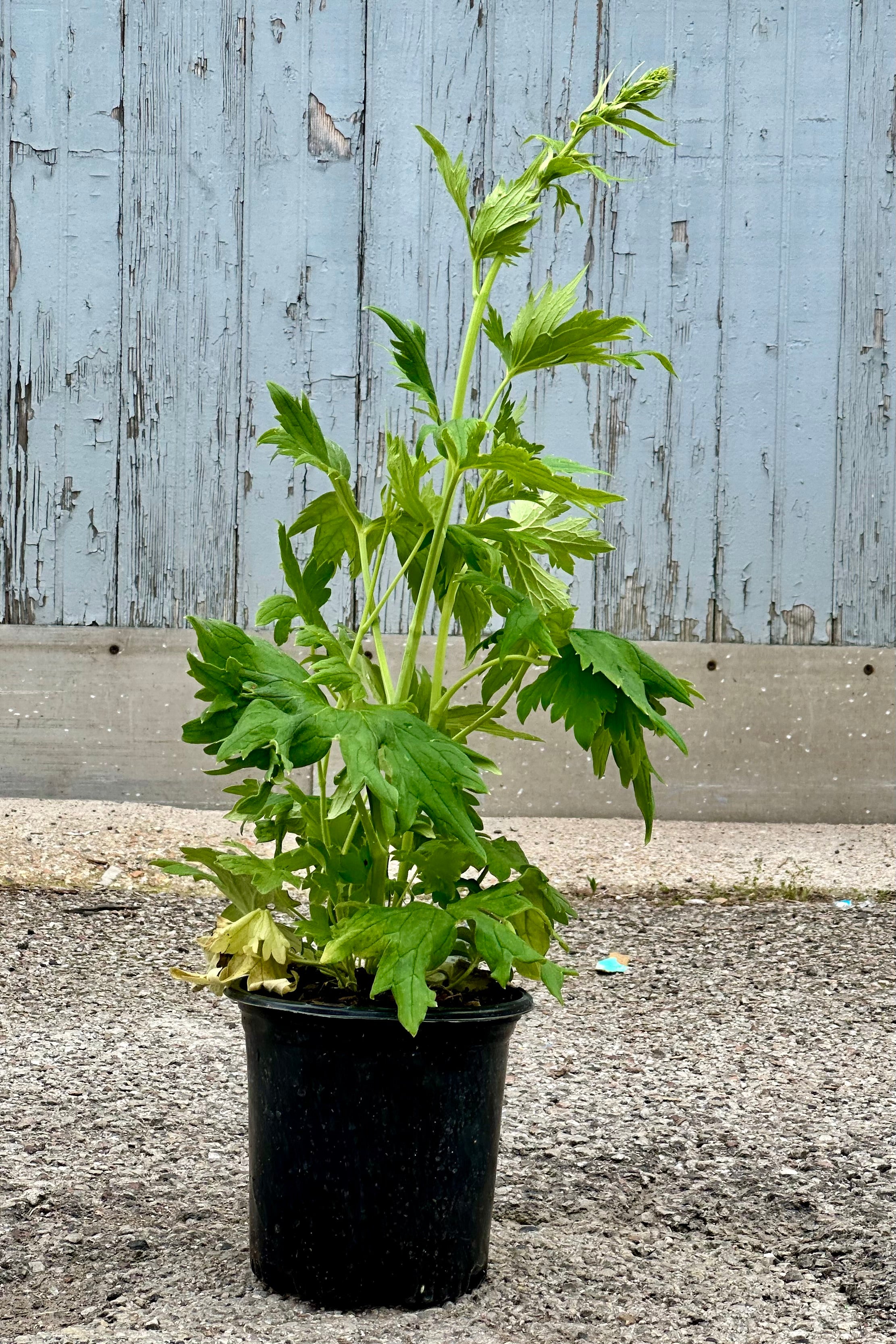 Delphinium 'Black Knight' in a #1 growers pot in bud stage the beginning of June