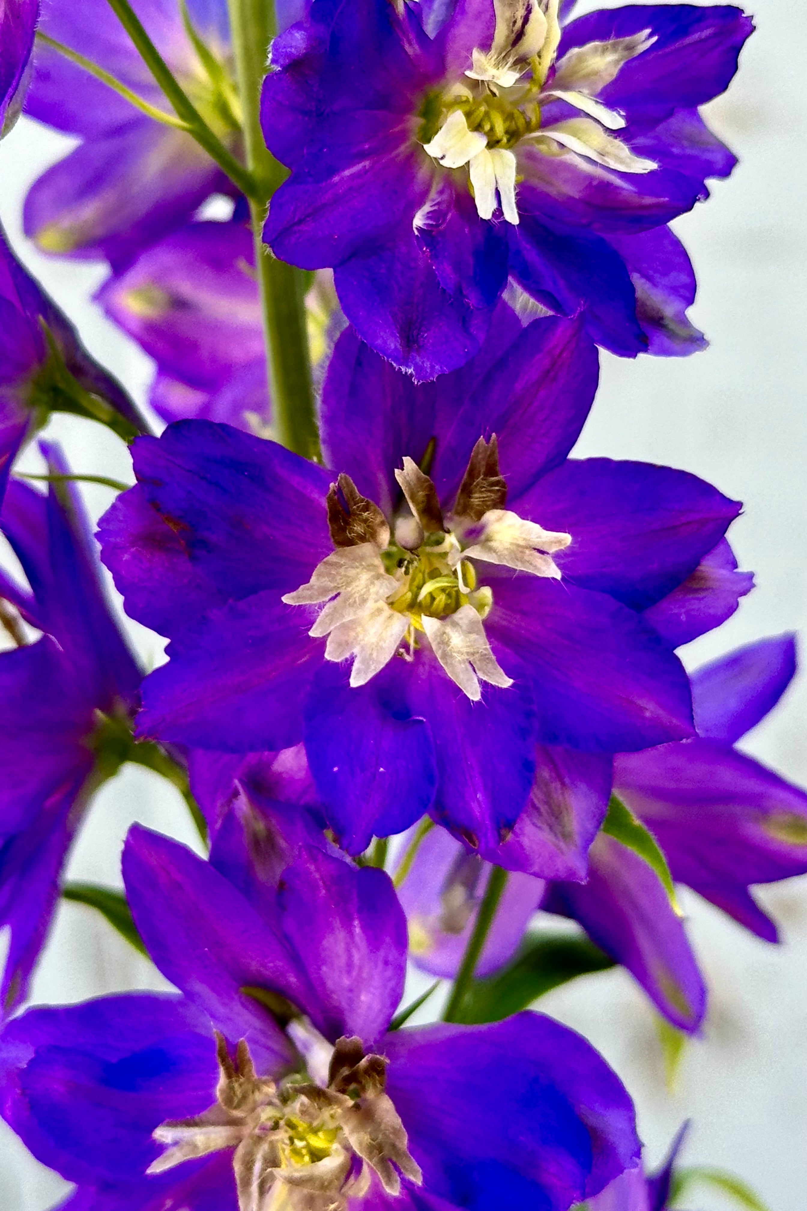 The dark blue purple flowers of Delphinium 'Black Knight' in close mid June at Sprout Home