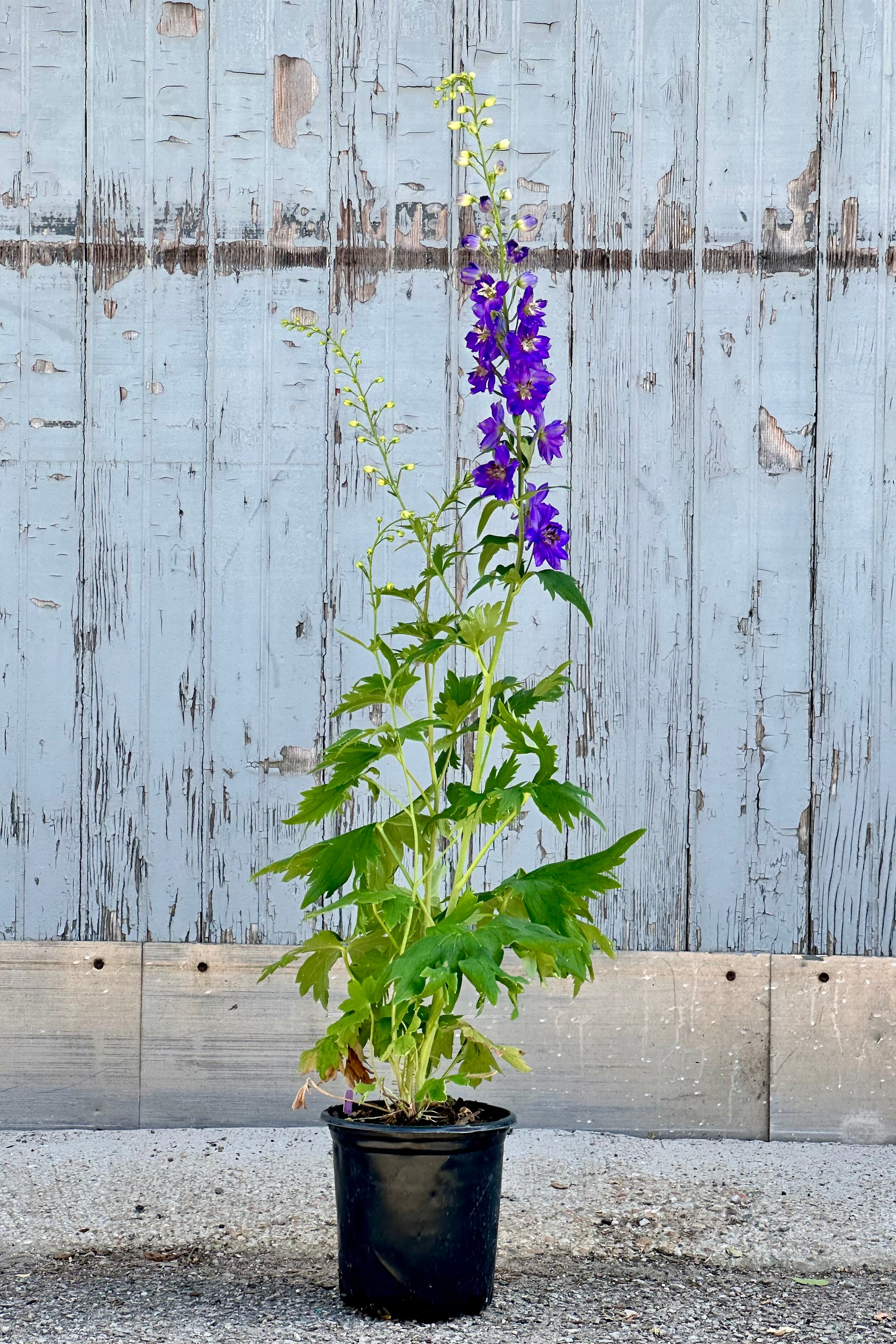 Delphinium 'black Knight' in a #1 growers pot in bloom mid June