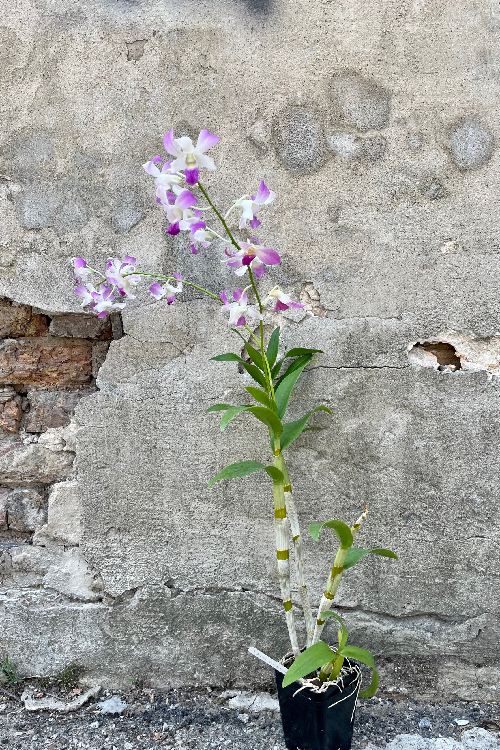 Photo of Dendrobium orchid in flower in a black nursery pot against a cement wall. ©Sprout Home