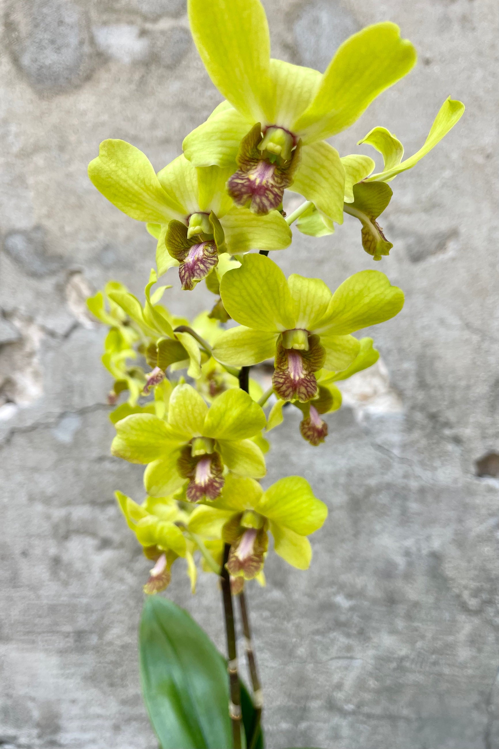 Close up photo of Dendrobium orchid flowers against a cement wall. ©Sprout Home