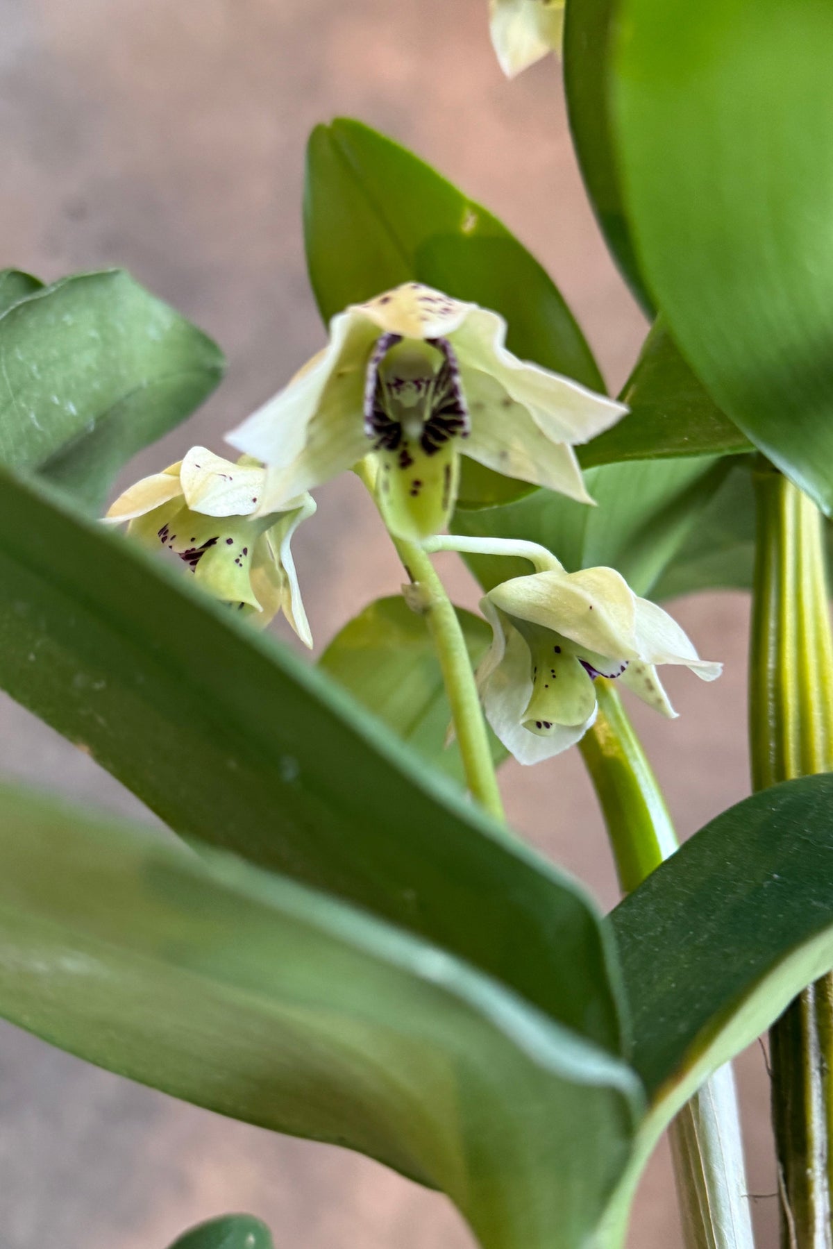 A close-up of a live Dendrobium orchid plant with pale cream-white flowers and prominent green leaves, photographed against a soft-focus neutral background. ©Sprout Home