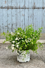 The Deutzia 'Yuki Snowflake' shrub mid may in bloom with its white flowers in a #3 growers pot at Sprout Home. 