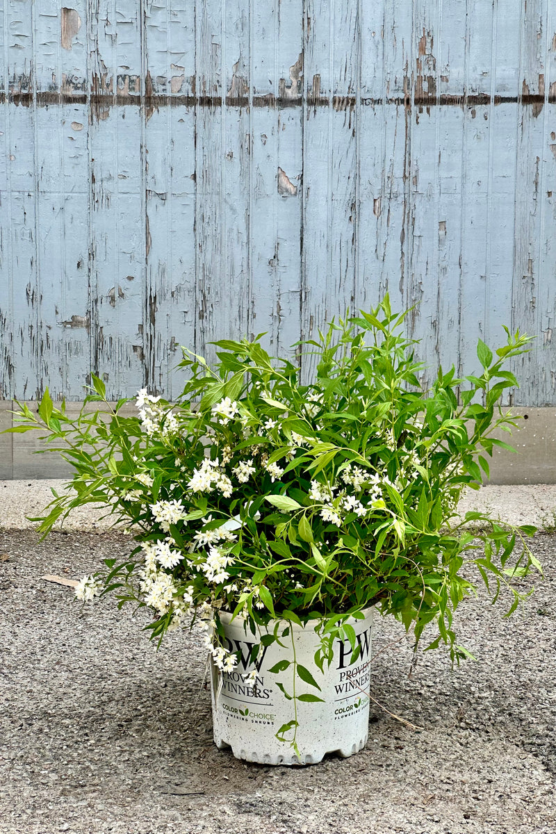 The Deutzia 'Yuki Snowflake' shrub mid may in bloom with its white flowers in a #3 growers pot at Sprout Home. 